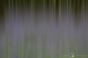 Bluebells - blur - abstract