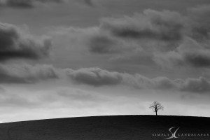 lone tree on hill