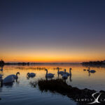 Bosham swans