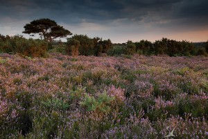 Bratley View Sunset new forest